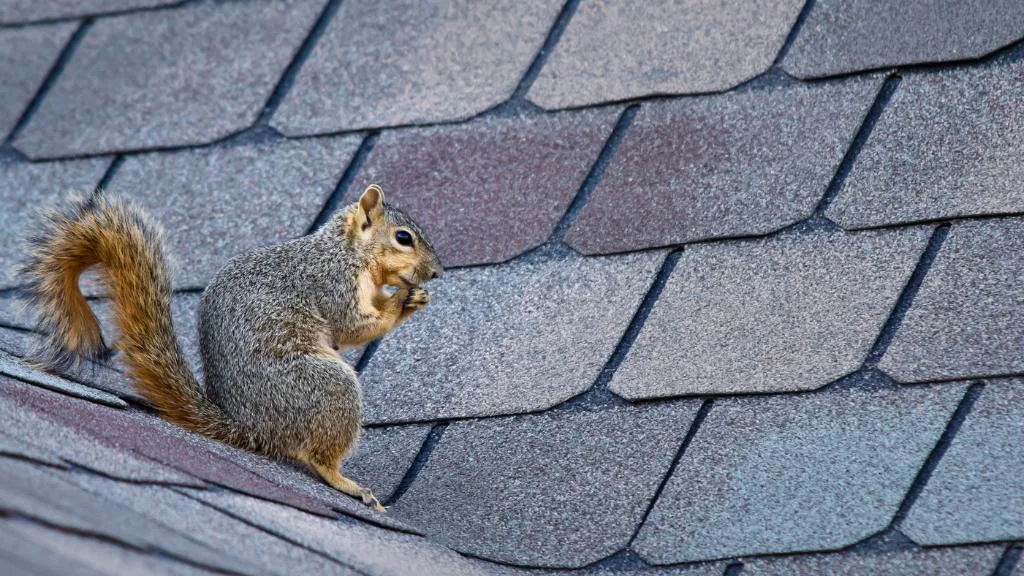 3 easy ways to keep squirrels off your roof