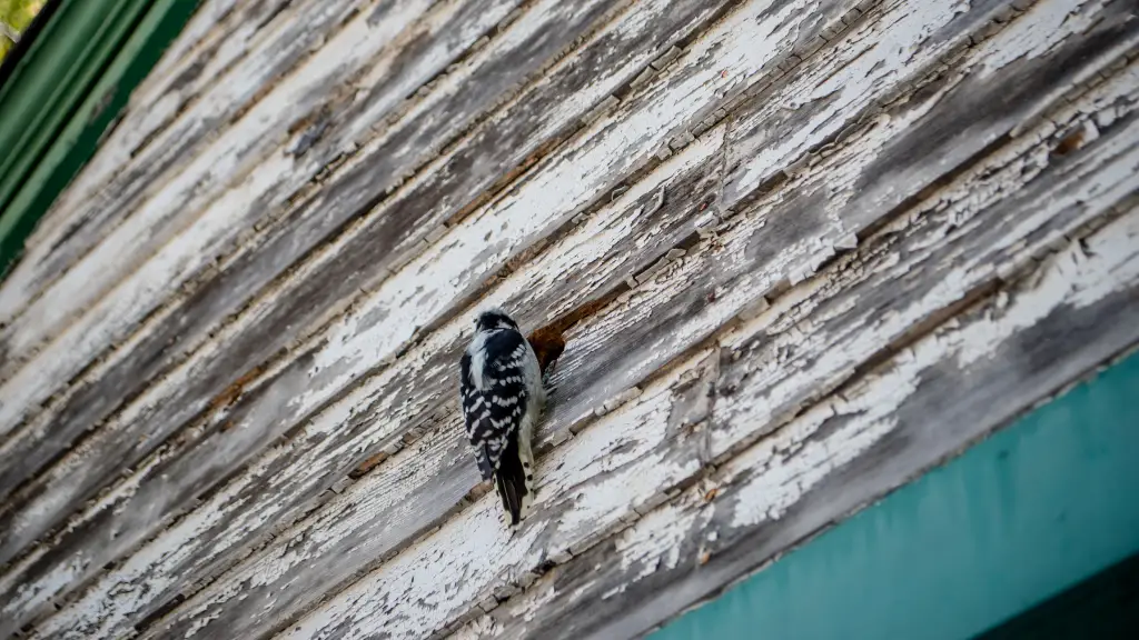dealing with woodpecker on a roof