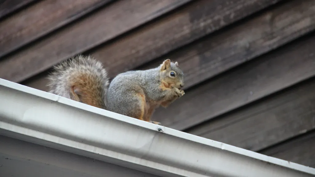 squirrel eats a nut on the roof